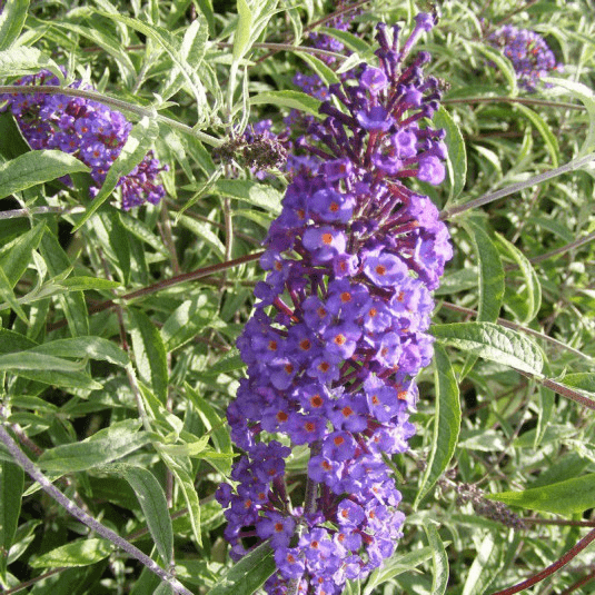 Des images de diff�rentes plantes